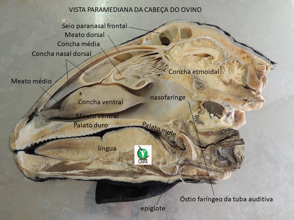 anatomia das conchas nasais